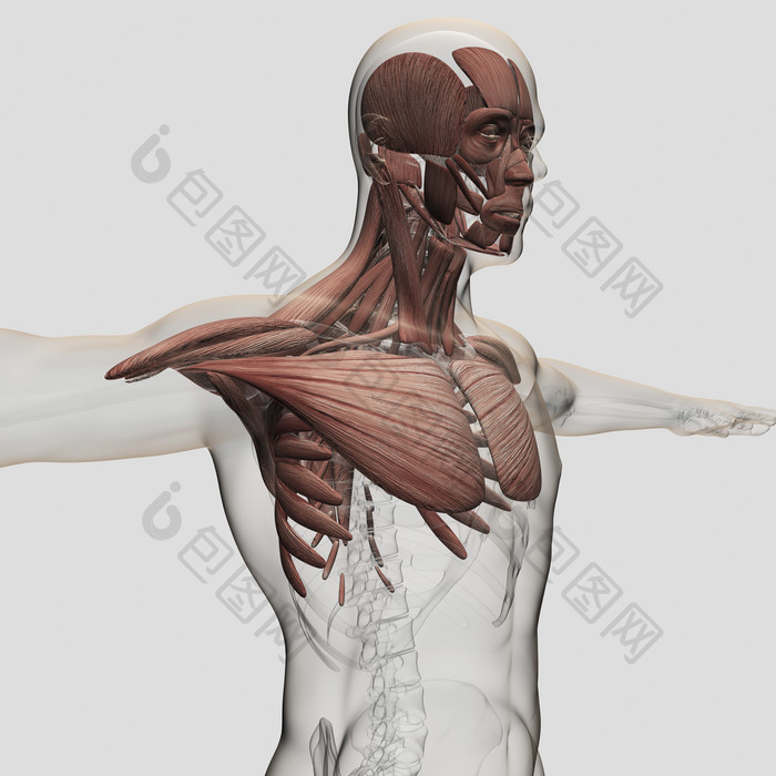 人体肩颈肌肉分布示例图