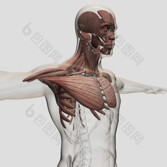 人体肩颈肌肉分布<strong>示例</strong>图