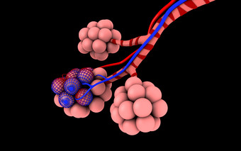 生物学肺泡摄影图