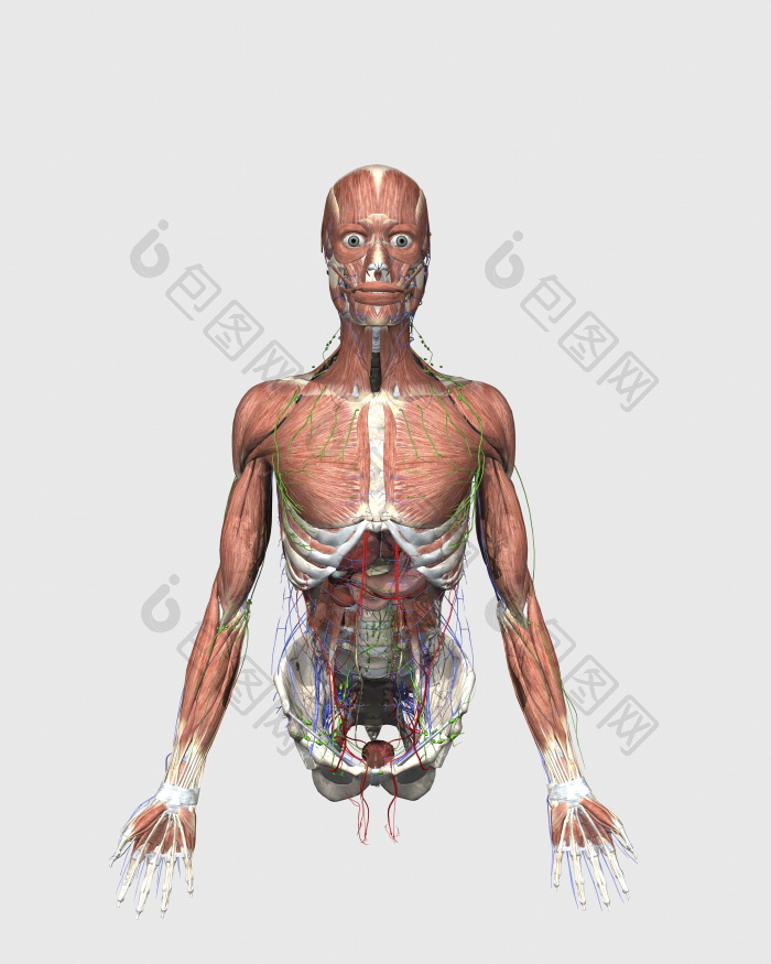 医疗科研人类模型图片-包图网