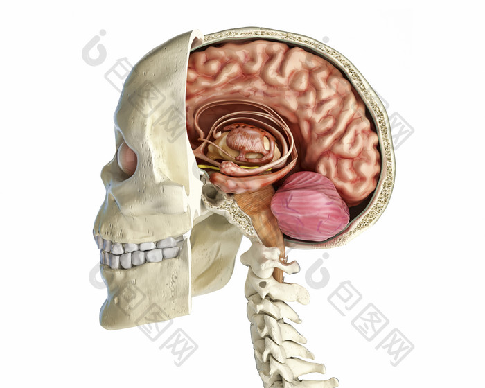 头骨骨骼脑部生物学研究