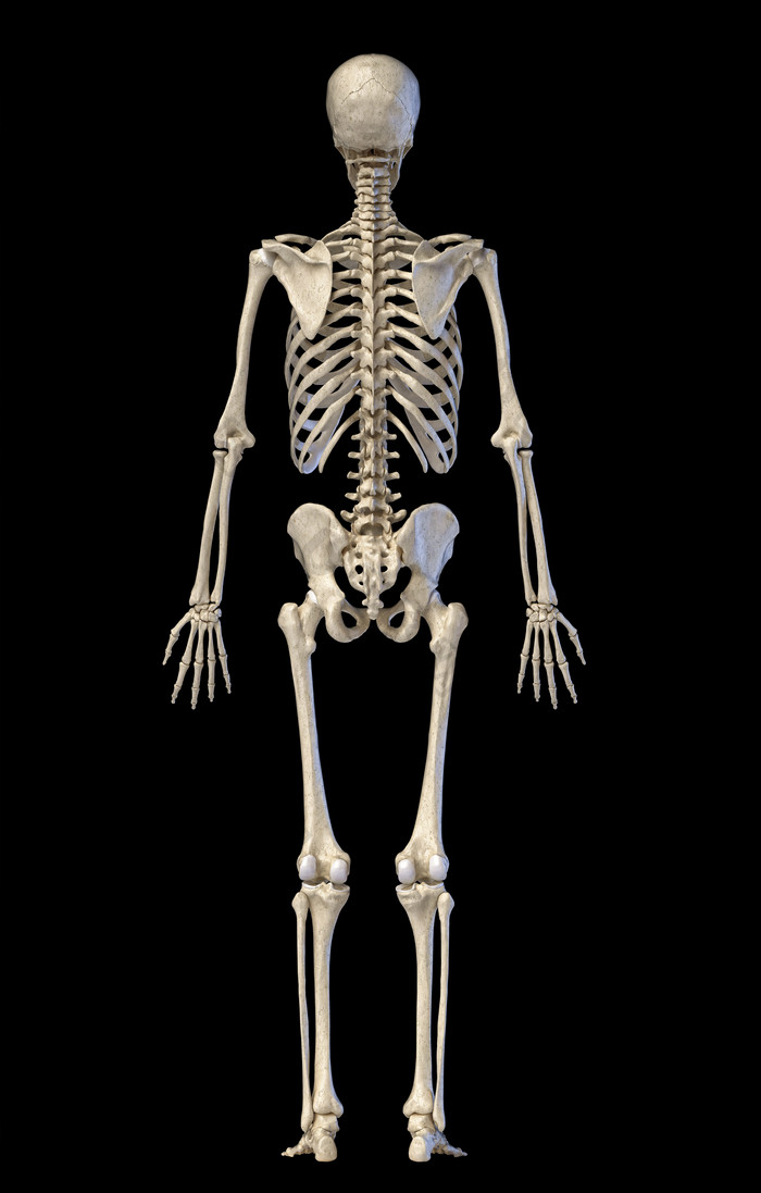 人类解剖学背面肋骨骨架图