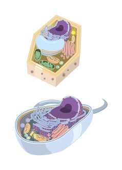 肌动蛋白示例插图