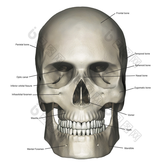 头骨头盖骨结构示例插图