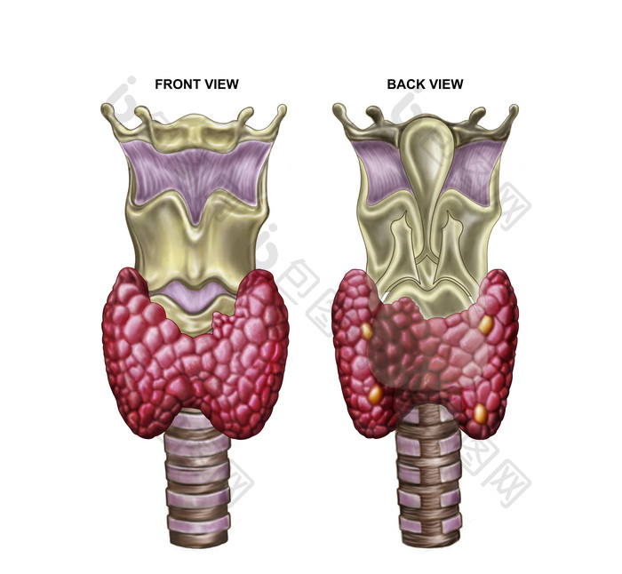 人体甲状腺示例结构图