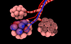 医学粉色肺泡摄影图