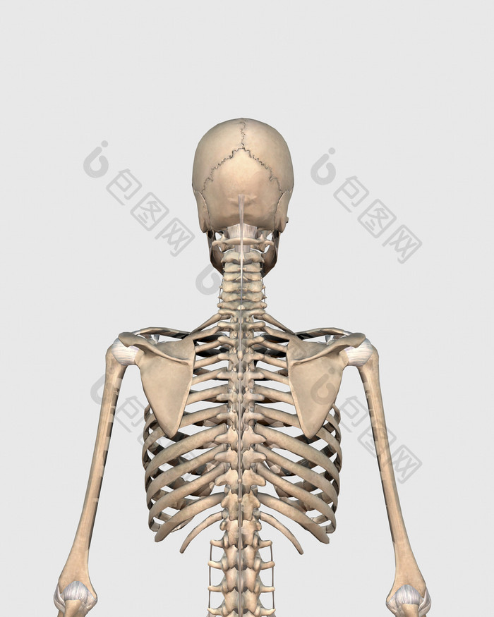 骨架模型三维人体