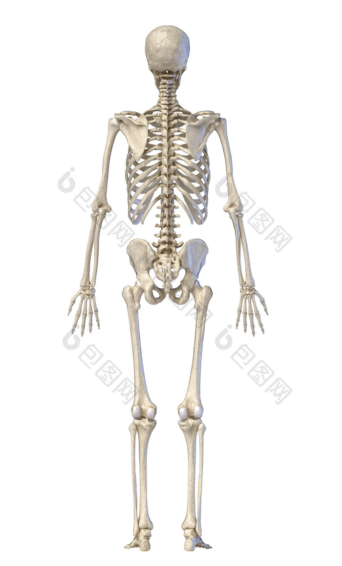 人类解剖学肋骨骨架图