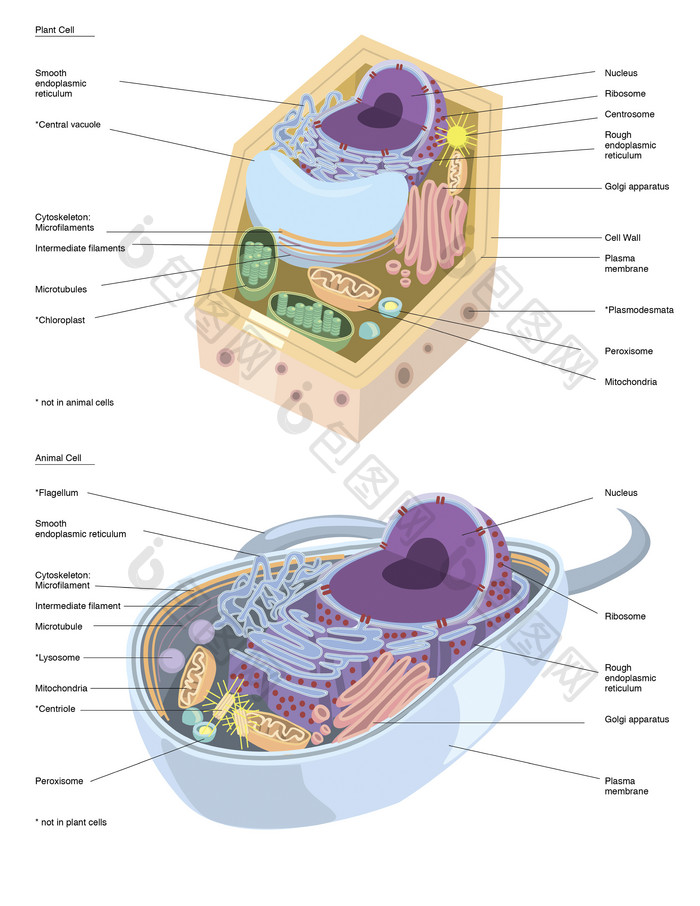 动物生物医学细胞示例图
