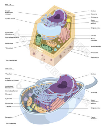 动物生物医学<strong>细胞</strong>示例图