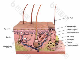 毛发和皮下组织摄影图
