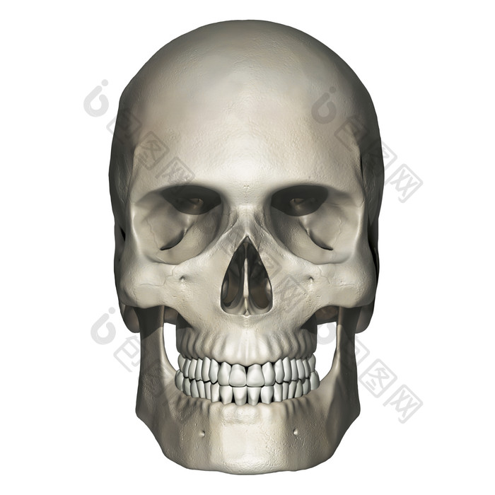 头骨骨骼结构示例插图