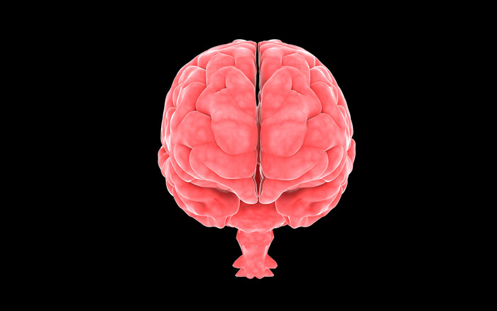人体大脑脑部示例结构插图