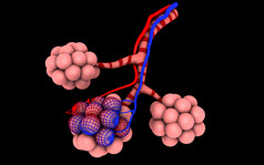 生物学粉色肺泡摄影图