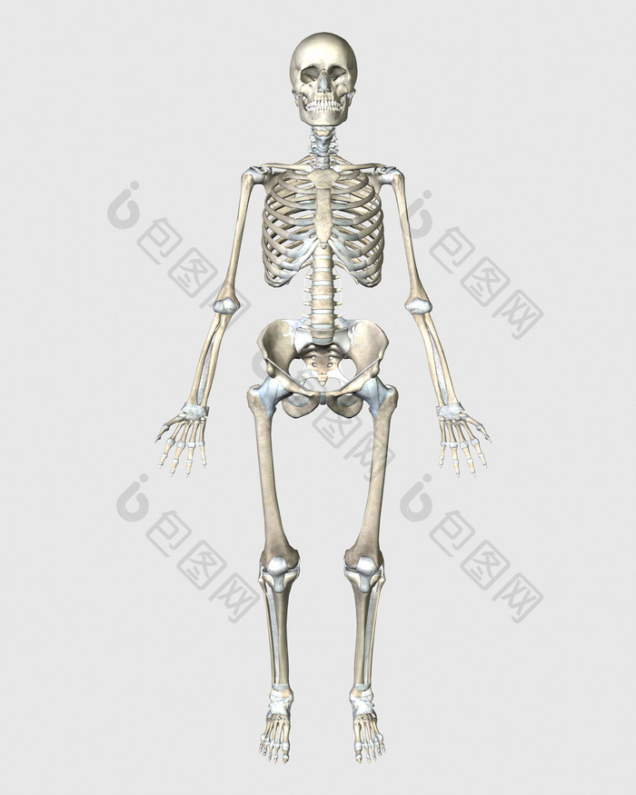 生物医学骨架模型