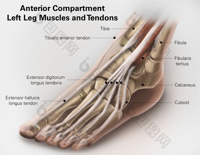 脚部骨骼示例插图