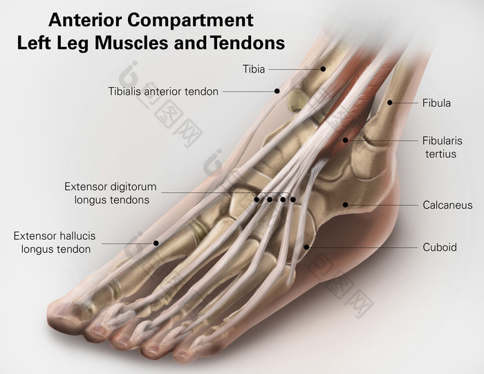 脚部骨骼示例插图
