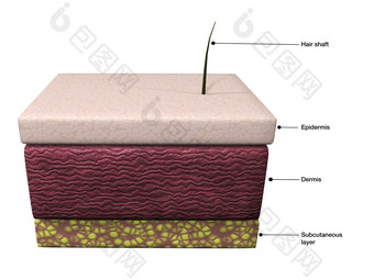 人体<strong>表皮</strong>结构摄影图