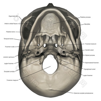 <strong>人体头部</strong>头骨结构插图