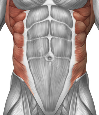 人体腹部<strong>肌肉</strong>分布结构图