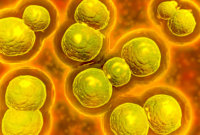 微生物需氧菌细胞示例图