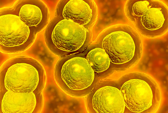 微生物需氧菌<strong>细胞示例</strong>图