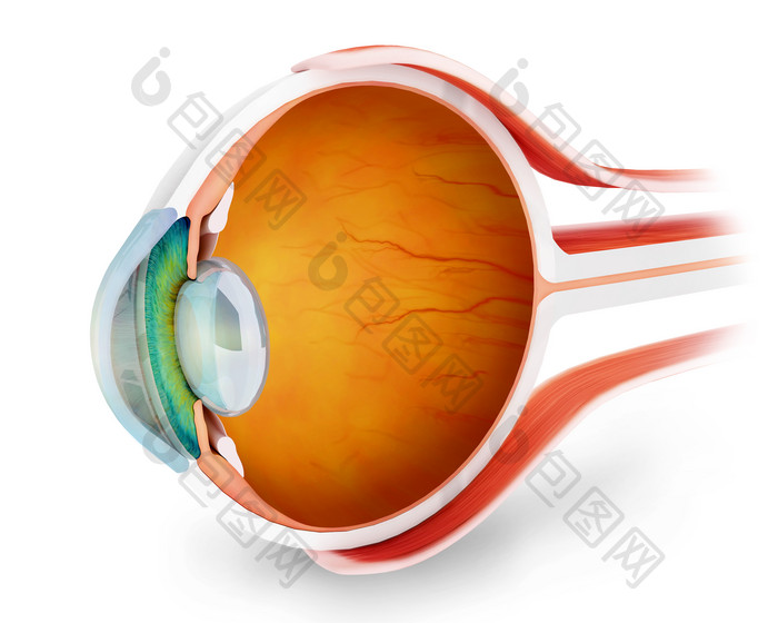 眼睛眼部眼球结构图