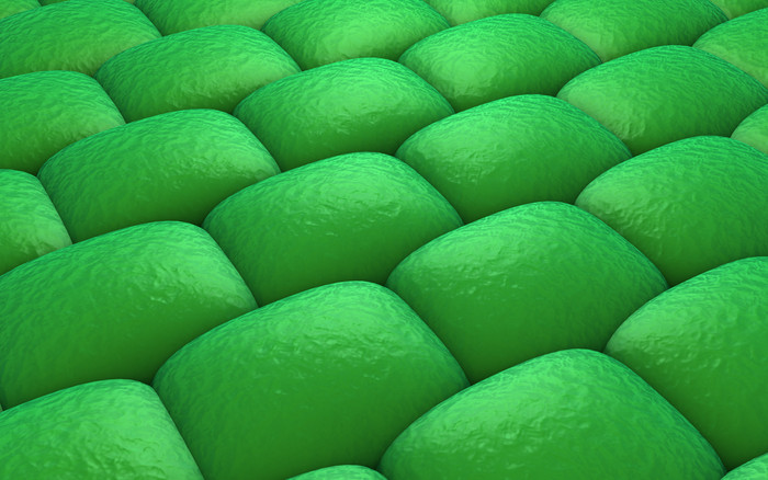 绿色病毒细菌摄影图