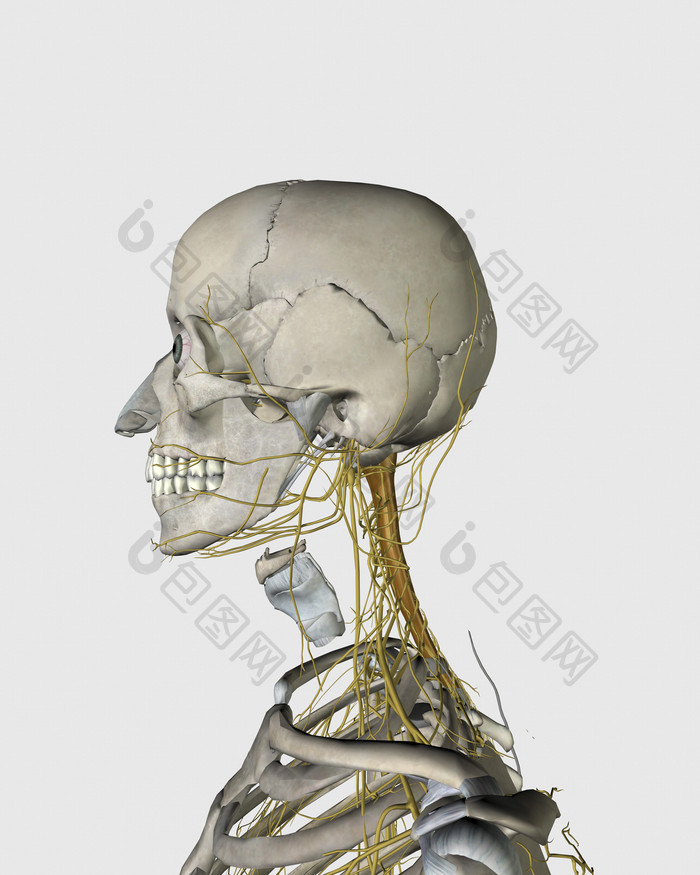 医学人体骨架模型图片