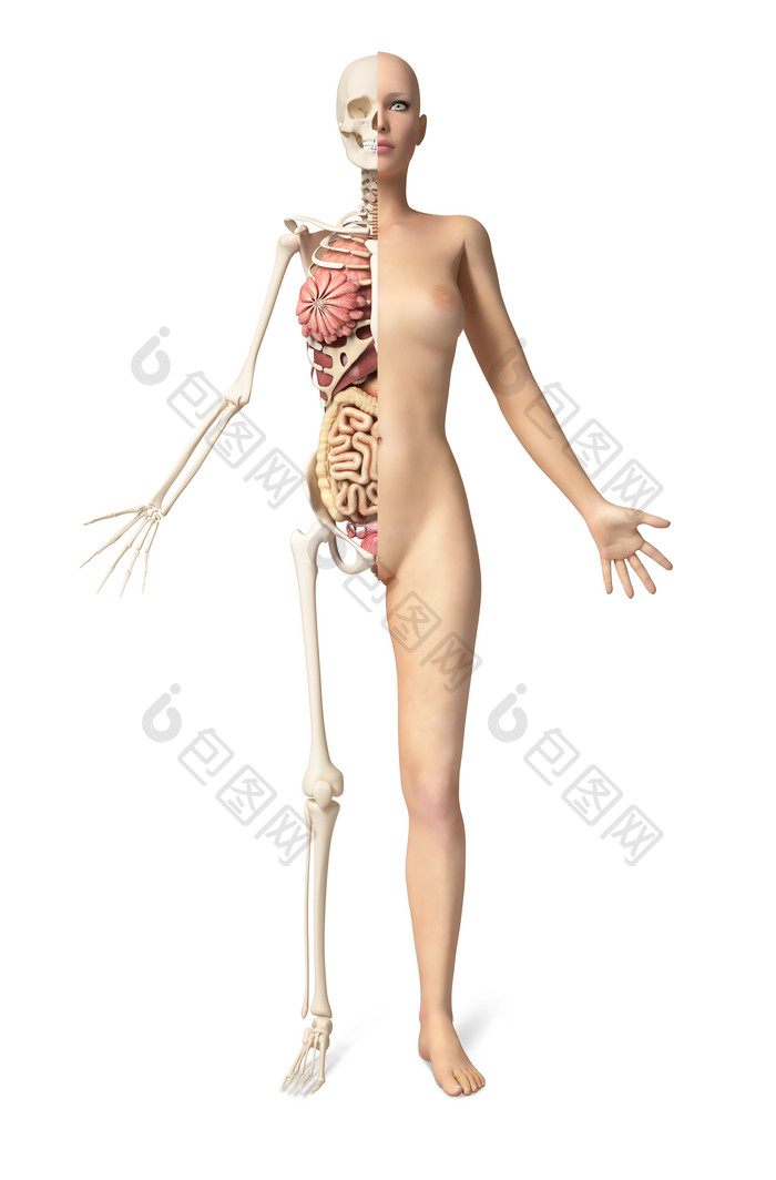 三维解剖学女性骨架