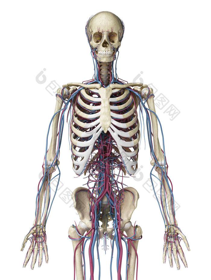 人类解剖学垂直肋骨正面图