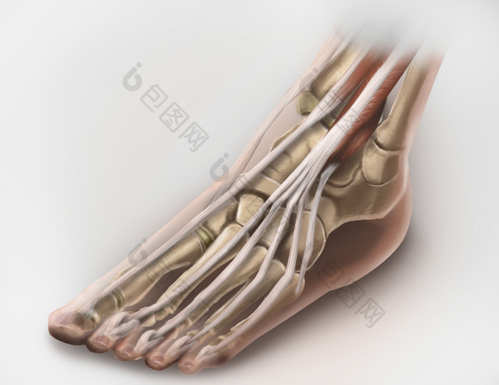 足部骨骼结构示例插图