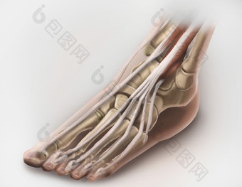 足部骨骼结构示例插图