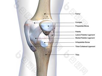 人体结构膝盖骨摄影图