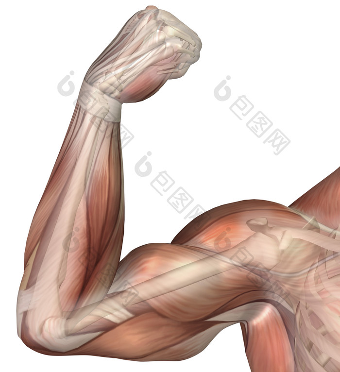 人体手臂肌肉示例结构插图