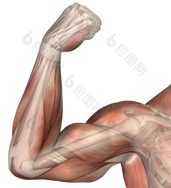 人体手臂肌肉示例<strong>结构</strong>插图