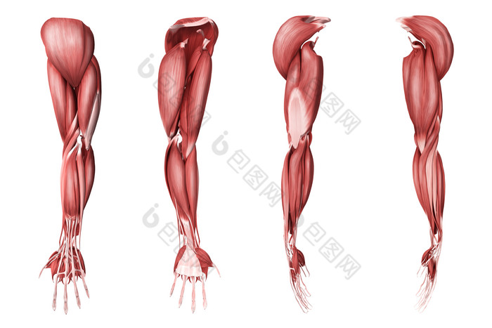 人体手臂肌肉三视图