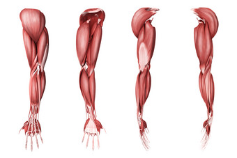 人体<strong>手臂肌肉</strong>三视图