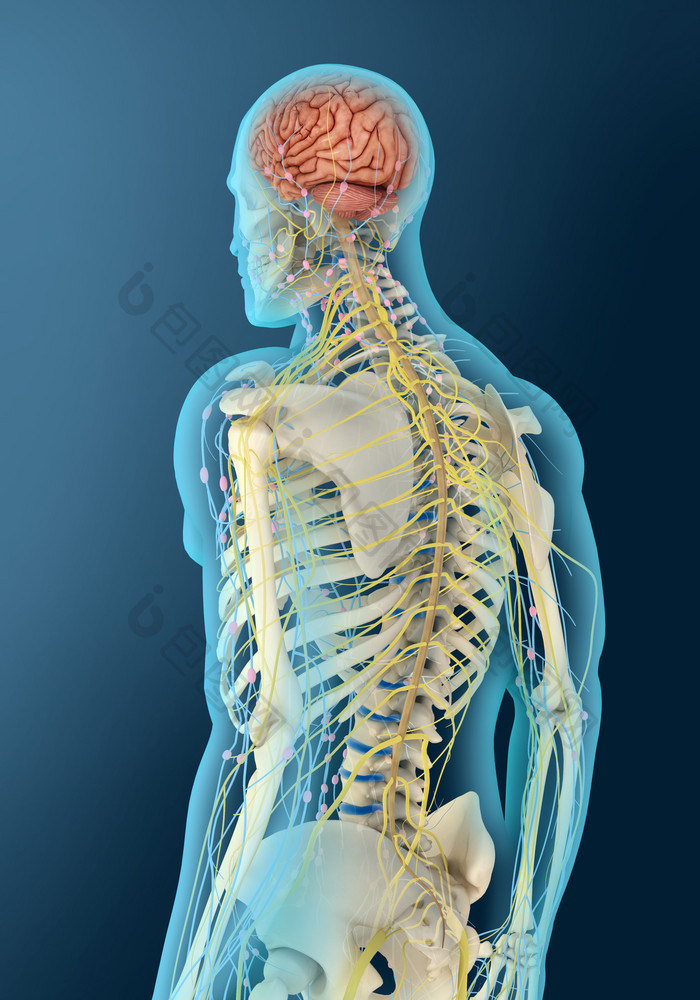 人体骨骼血管结构图