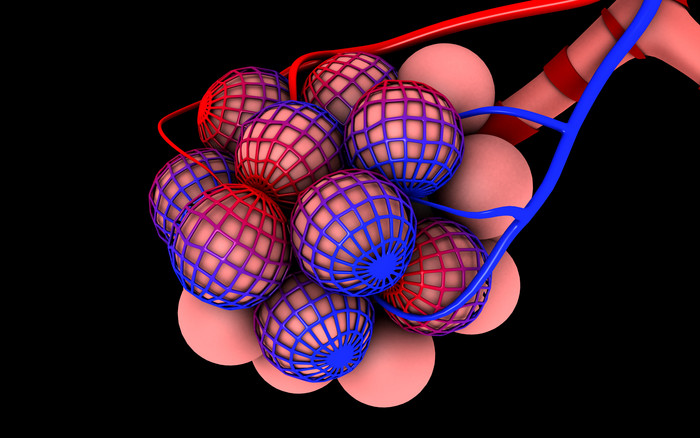 人类粉色肺泡摄影图