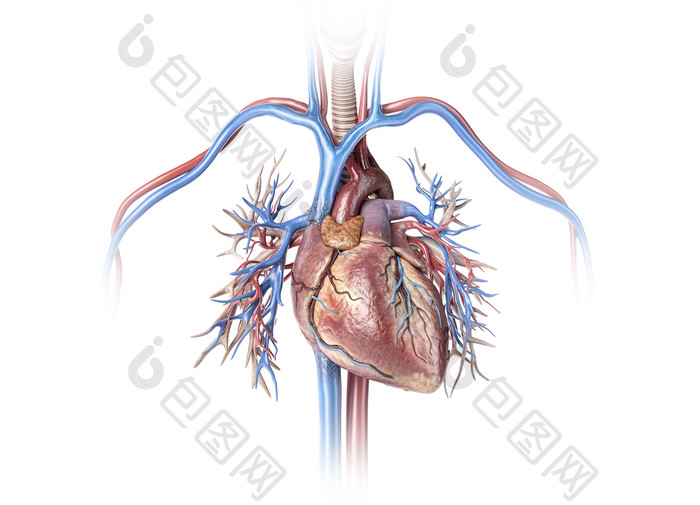人体解刨心脏血管立体摄影图