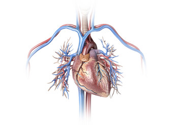 人体解刨心脏血管立体摄影图