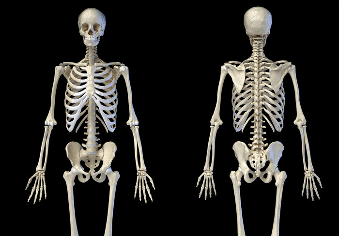 人类解剖学骨架正反两面示例图