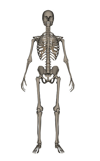 人体骨头图片 人体骨头素材 人体骨头海报 包图网