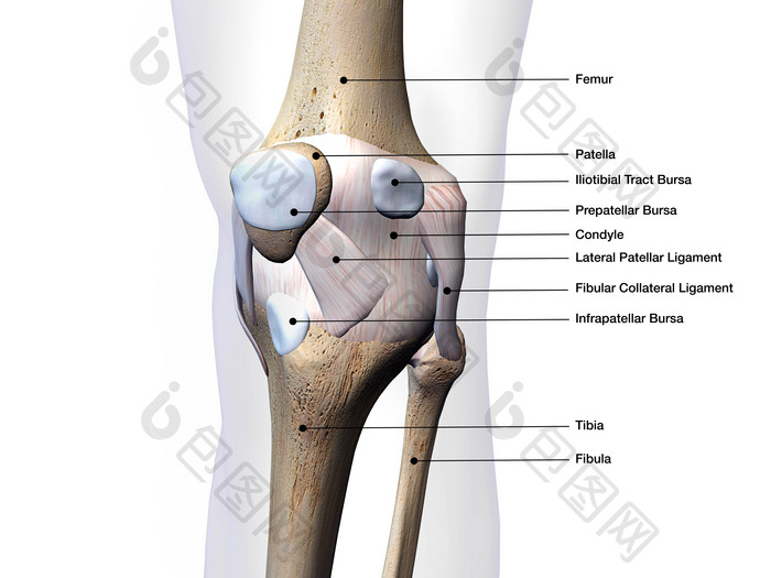 人体膝盖骨摄影图