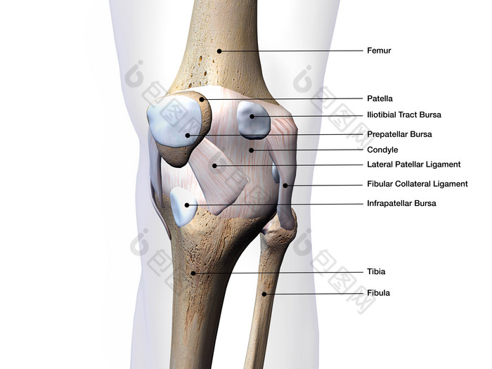 膝盖骨结构彩色示意图图片
