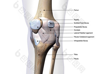 人体膝盖骨摄影图