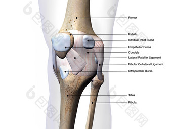 <strong>人体</strong>膝盖骨摄影图