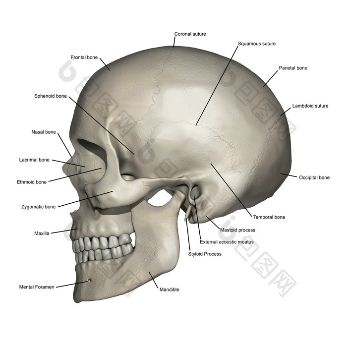 人体头骨侧视结构插图