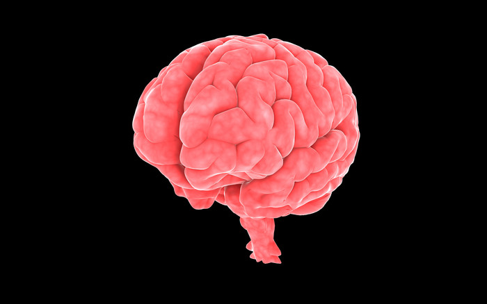 大脑结构示例插图